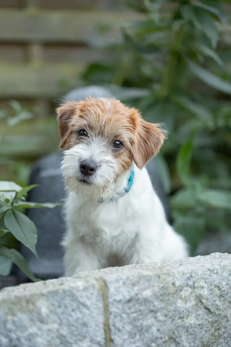 Jack Russell Terrier Vom Fahrenhorst gallery image 4