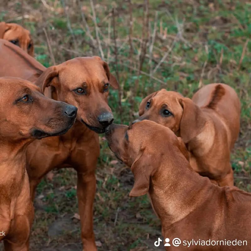 Rhodesian Ridgeback Sonnenhof Dornieden  gallery image 4