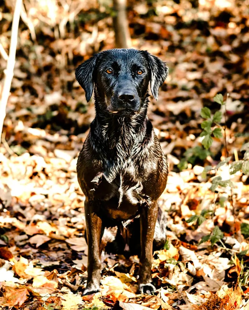 Meadowhunter Labrador Retriever gallery image 2