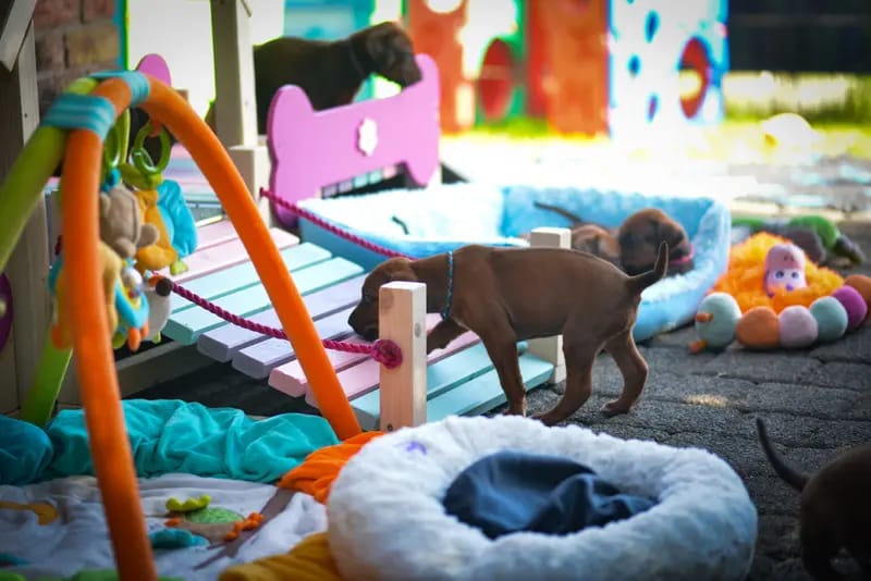 Mapacha Kalles Rhodesian Ridgeback  gallery image 3