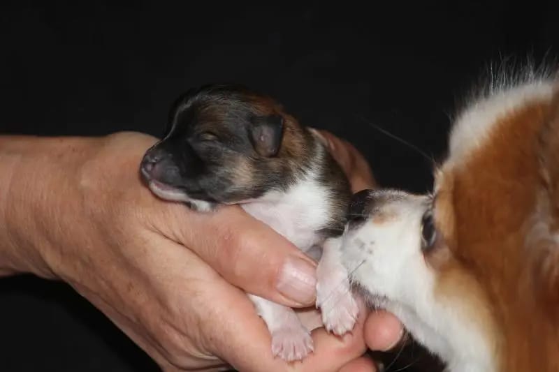 Kleinspitze v. d  Schüpfer Zwergen und Langhaar Schäferhunde von den Schüpfer Hexen gallery image 2