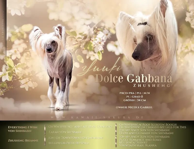 Kennel Kawaii Sakura Chinese Crested dog gallery image 3