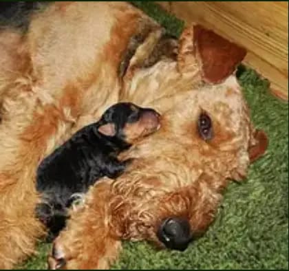 Airedale Terrier Züchter in Niedersachsen gallery image 4