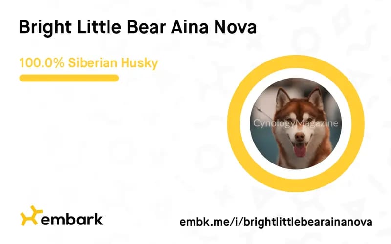 Bright Little Bear Aina Nova gallery image 4