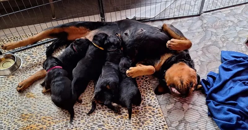 Rottweiler vom Alten Zollhaus  gallery image 3