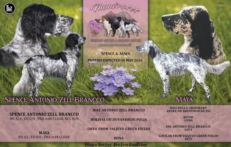 Zauberhafte English Setter Welpen werden voller Freude erwartet – Gordon Setter Puppy – Photo 2