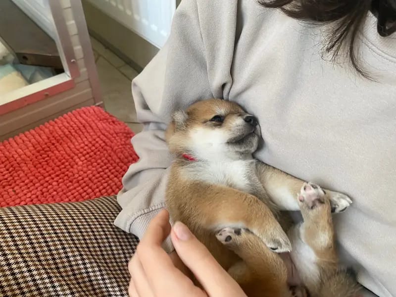 Shiba Inu Zucht aus Nippon's Reich gallery image 3