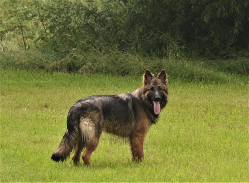 Fiby aus dem Waldquellental gallery image 4