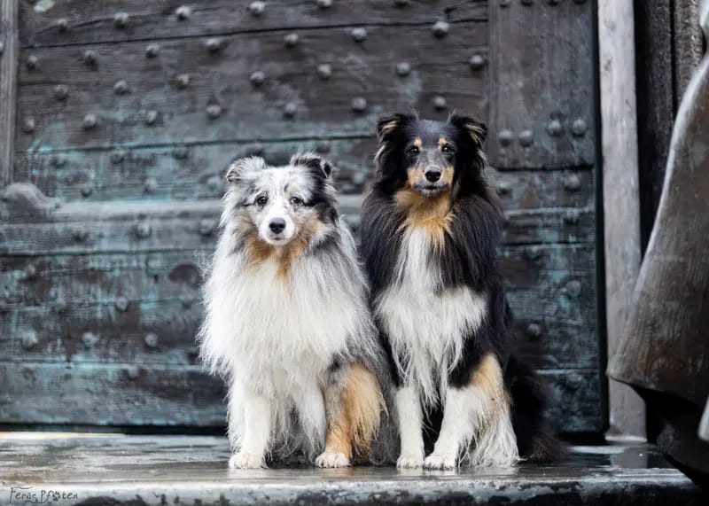 Shelties vom Nordlicht gallery image 4