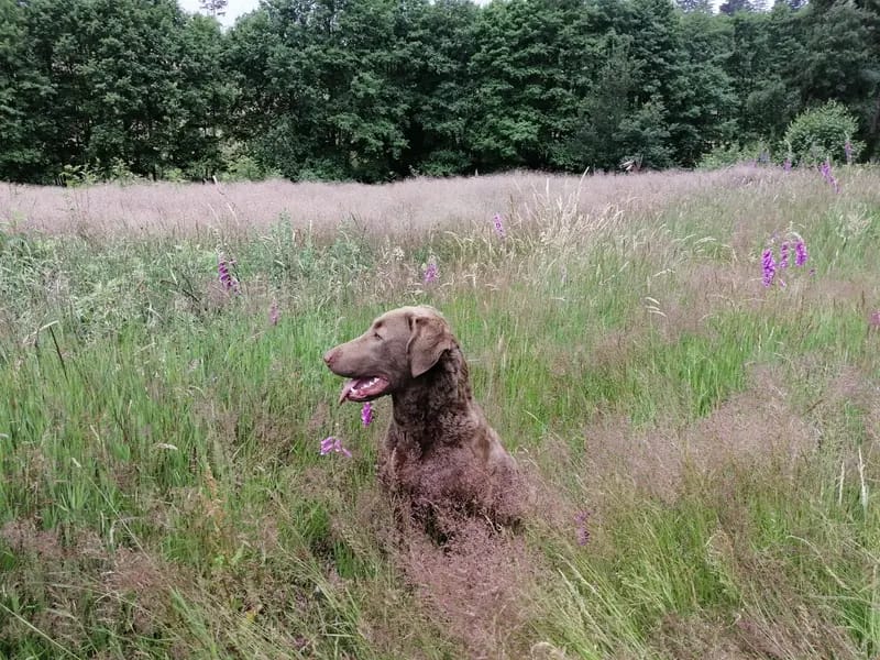 Witchess - Chesapeake Bay Retriever Zucht gallery image 2