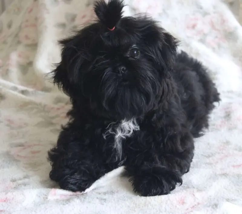 Malteser und Shih tzu Zucht vom Wartenberg gallery image 4