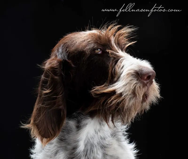 Spinone Italiano vom Bergheimer Hof gallery image 3