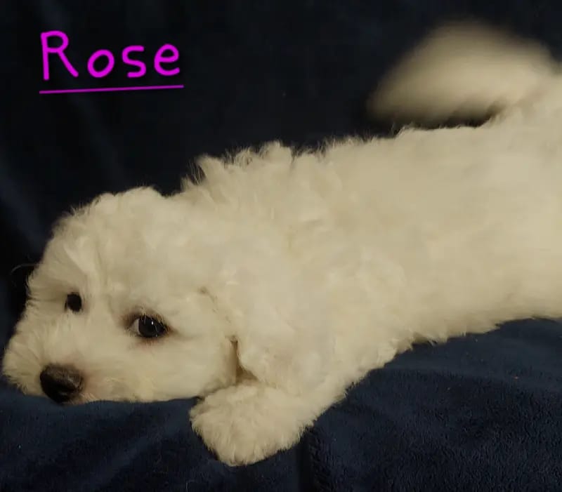 Rose gallery image 2