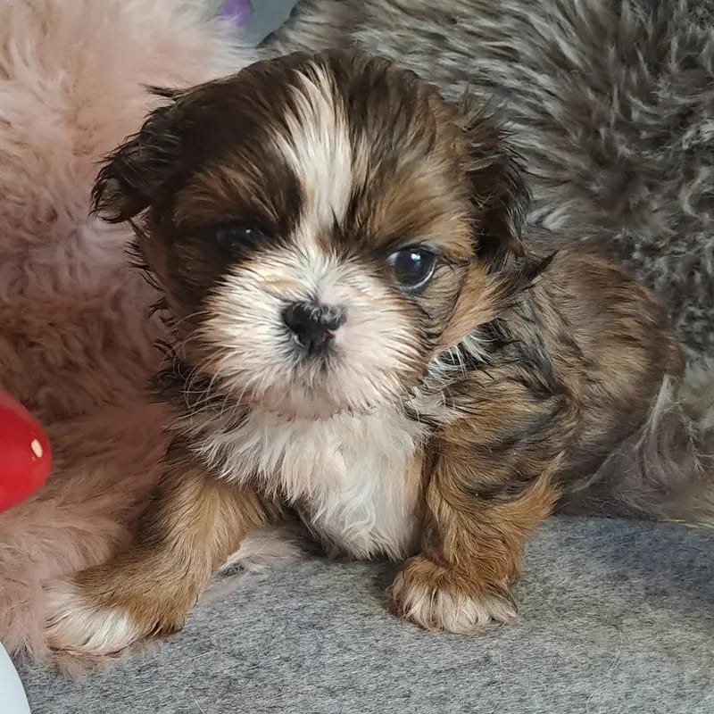Little Sweetheart' s Shih Tzu gallery image 4