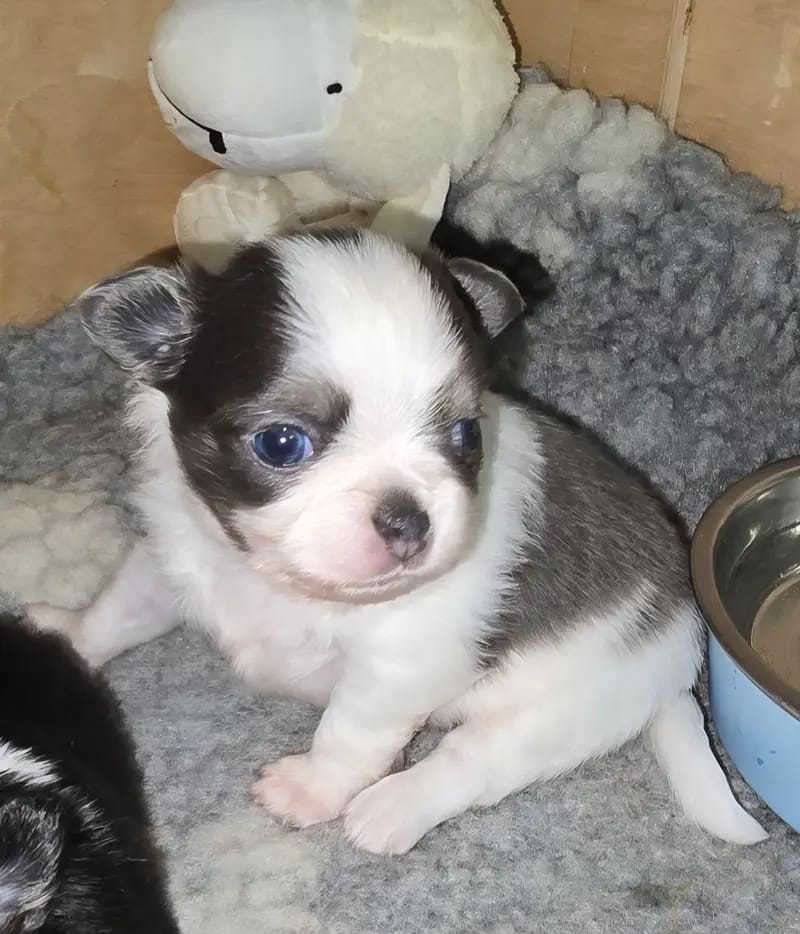Chihuahuawelpen aus liebevoller kleiner deutschen Vereinsucht gallery image 4