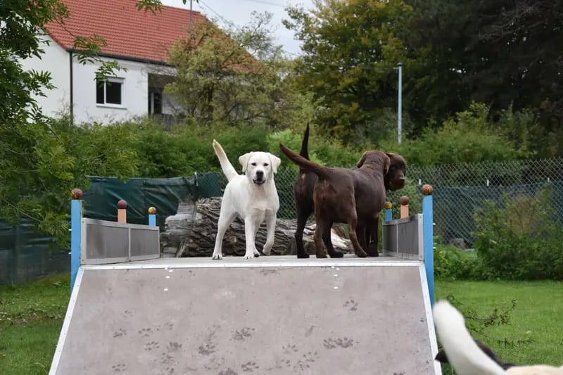 Labradorzucht vom Loderberg gallery image 3