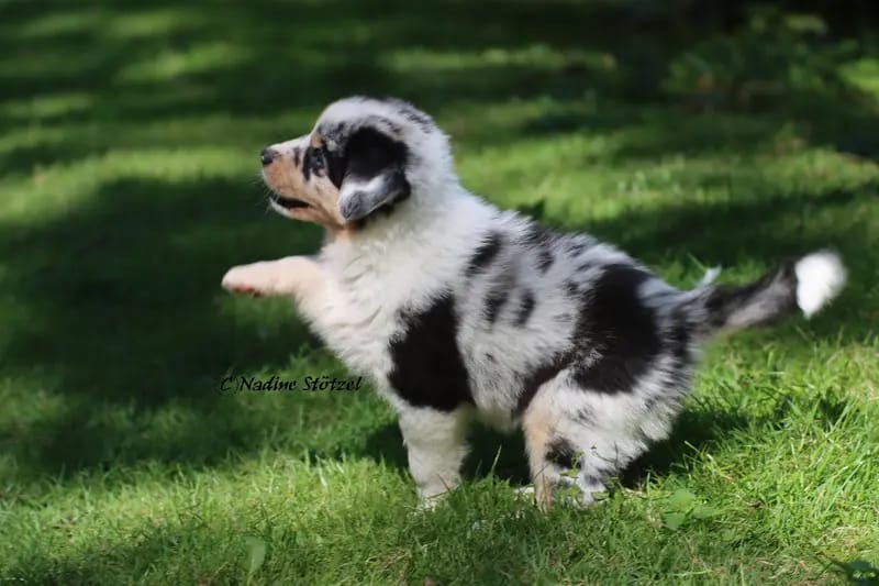 Australian Shepherds vom Purzels-Hof gallery image 3