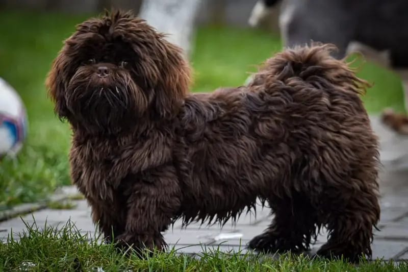 Shih-Tzu Deckrüde Jack gallery image 3
