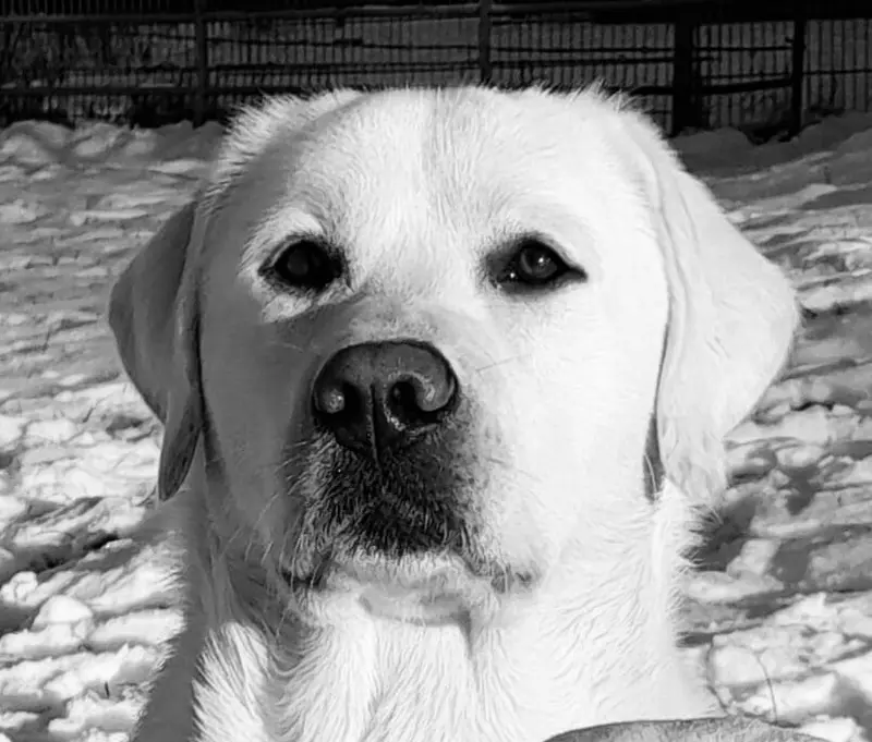 Multichampion weißer Labrador Deckrüde gekört Rö. 0/0 GRSK gen. 210 fach 0/0 – Labrador Retriever Puppy – Photo 2
