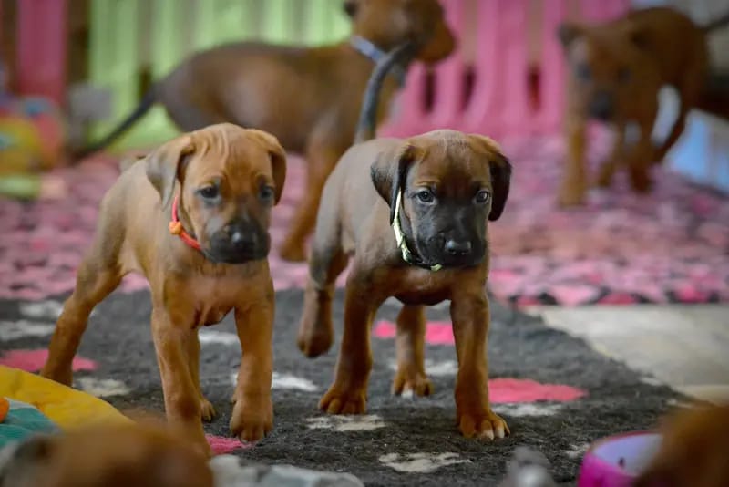 Mapacha Kalles Rhodesian Ridgeback  gallery image 2