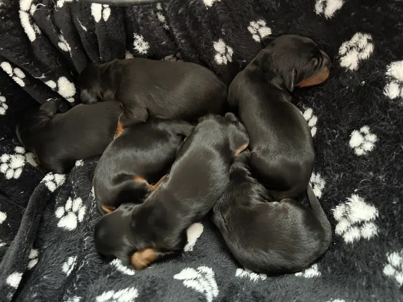 Gordon Setter vom Rosenhof gallery image 2