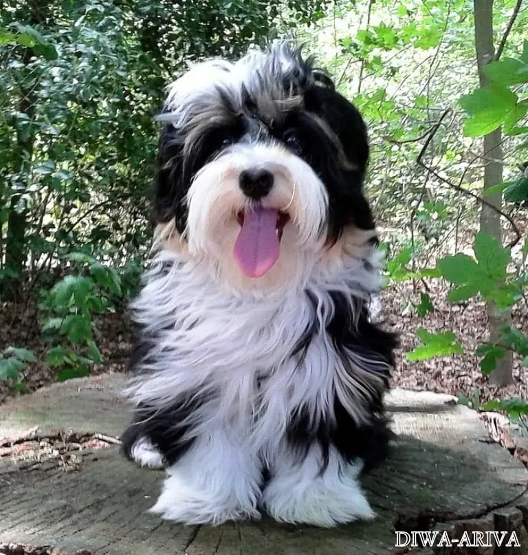 Deckrüde ... C A R L O ... Havaneser – Havaneser Puppy – Photo 3