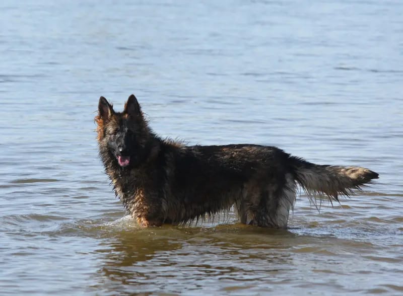 Morena aus dem Waldquellental gallery image 2