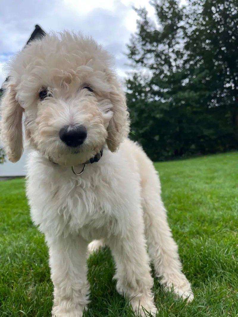 Cooper Junior  – Großpudel (Königspudel) Puppy – Photo 3