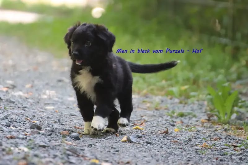 Men in black  – щенок Australian Shepherd – Фото 3