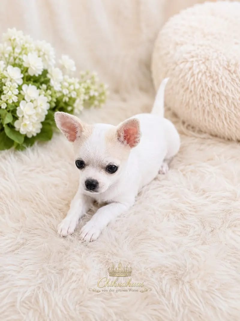 Hündin – 1 – Chihuahua hvalp – Billede 3