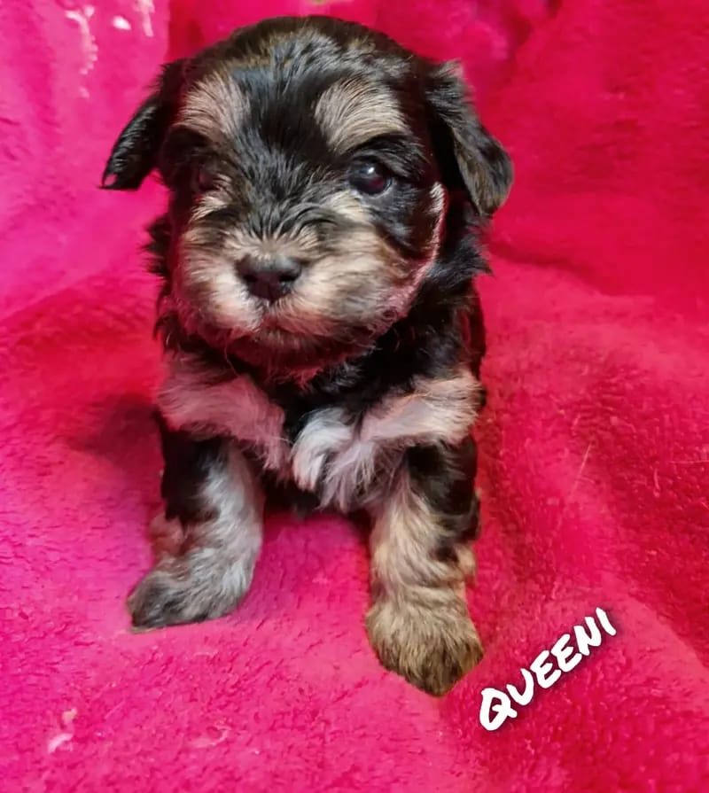 Queeni gallery image 2