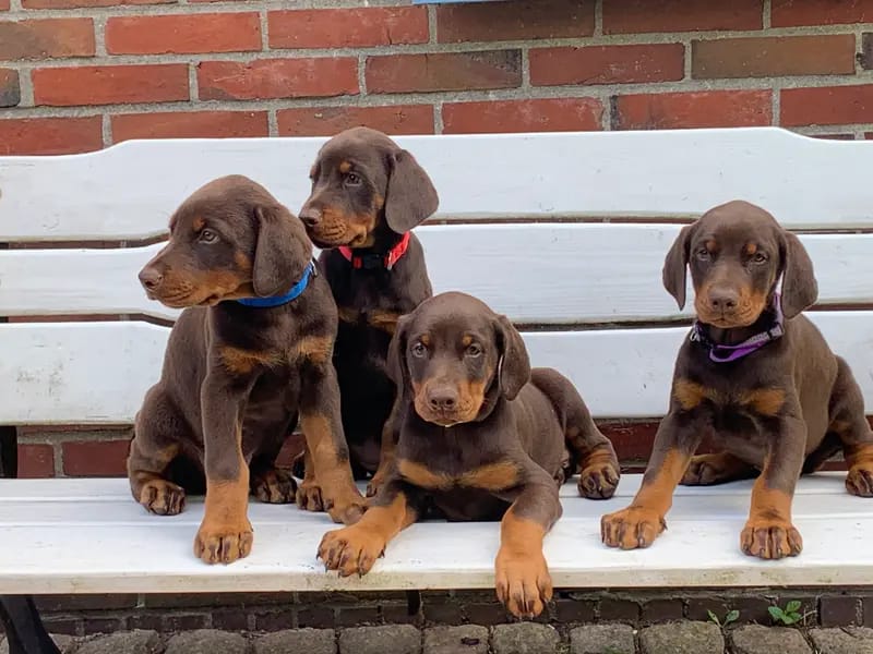 Dobermann Kennel of Fascinating Dogs gallery image 2