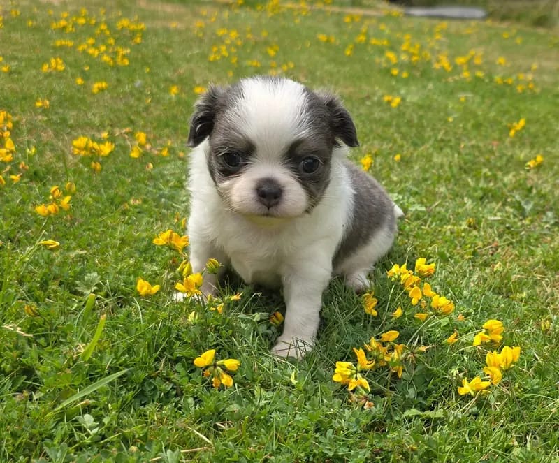 Chihuahuawelpen aus liebevoller kleiner deutschen Vereinsucht gallery image 2