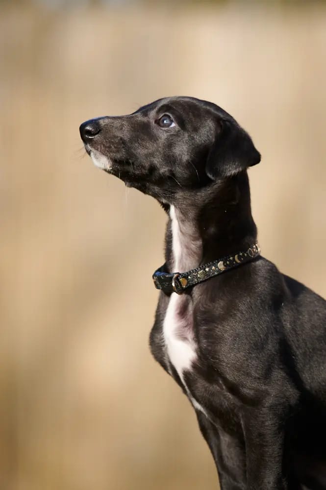 Donatello gallery image 3