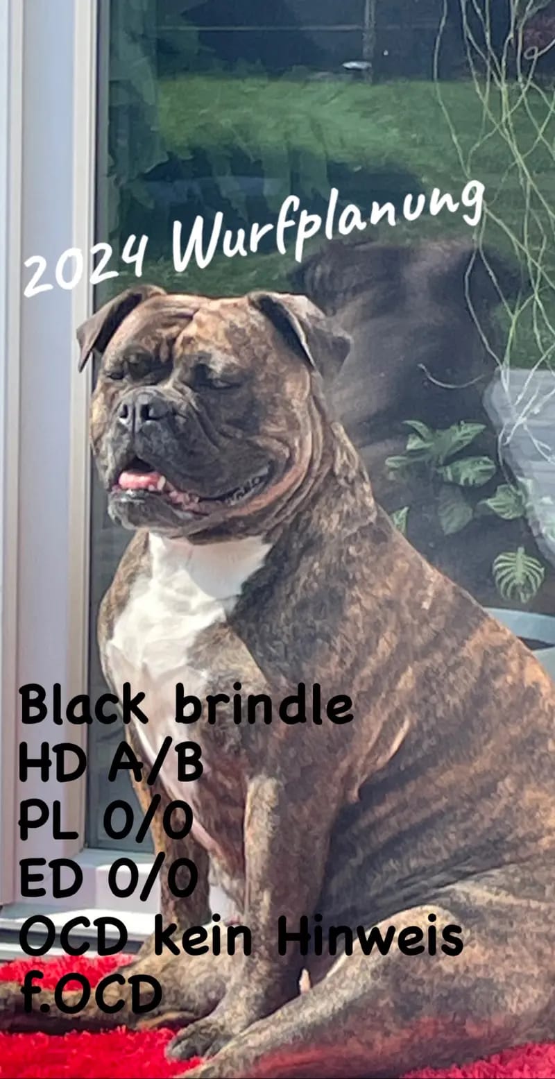 Bulldoggen von der Rudolfshöhe  gallery image 2