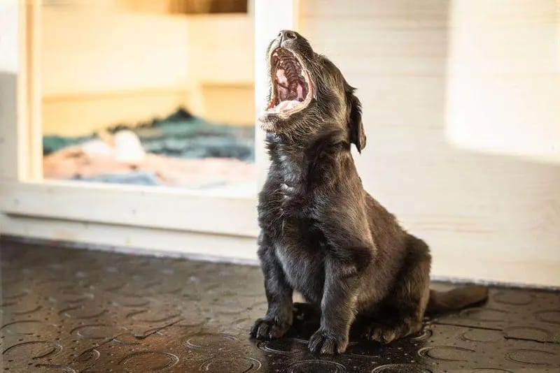 Flat Coated Retriever von Equinox gallery image 3