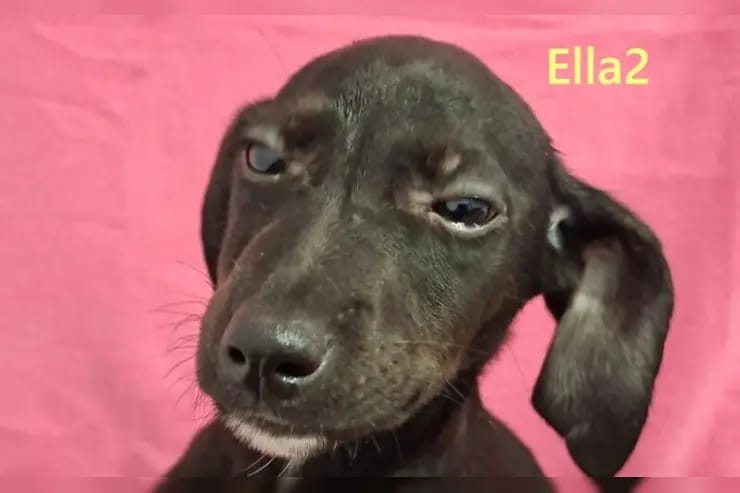 Ella2 gallery image 3