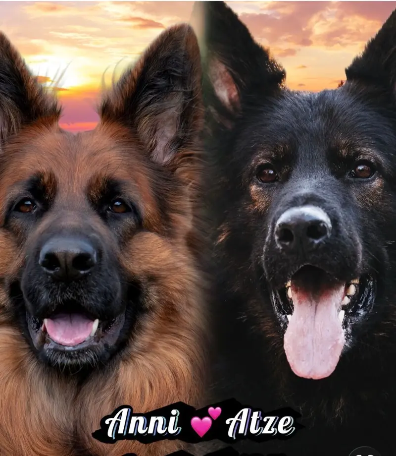 Wurfwiederholung Sommer 2026 – Altdeutscher Schäferhund Puppy – Photo 2