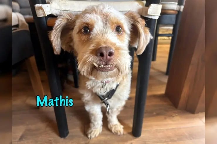 Mathis gallery image 4