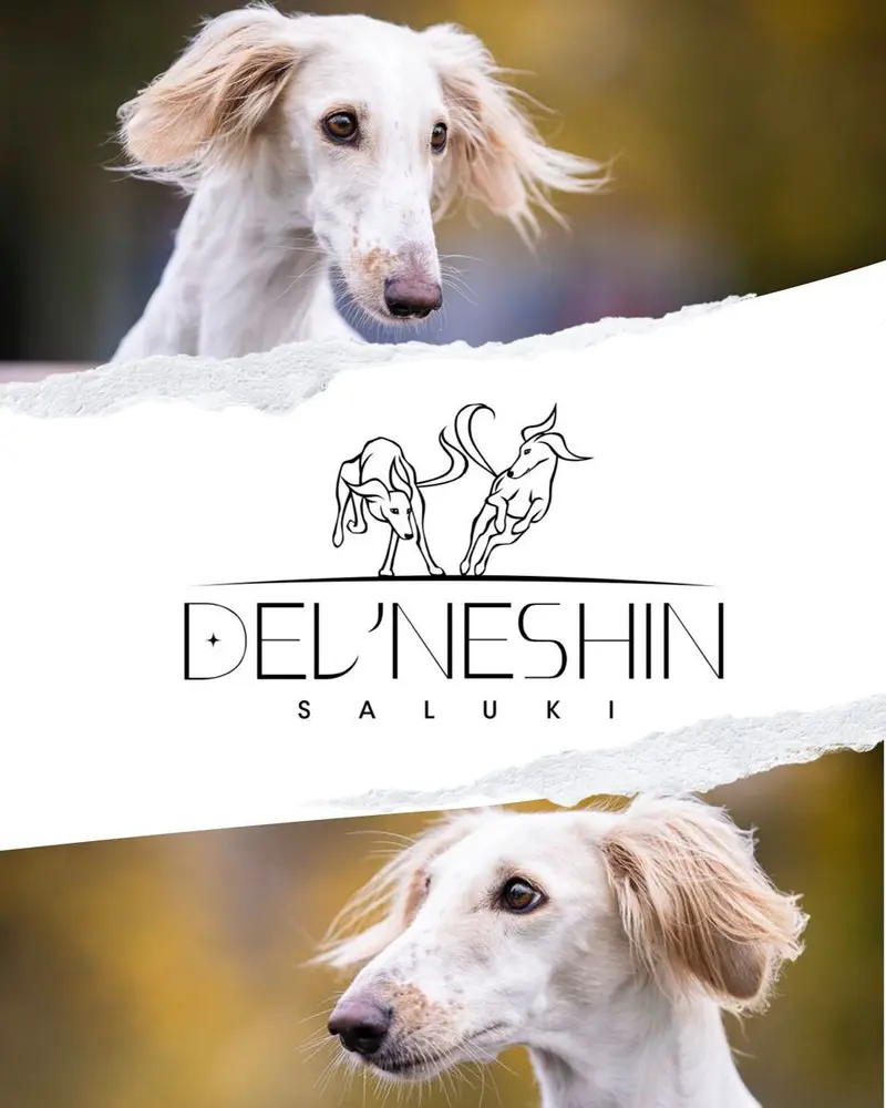 Saluki, persischer Windhund, Wurfankündigung – Saluki Puppy – Photo 2