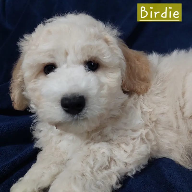 Birdie gallery image 2