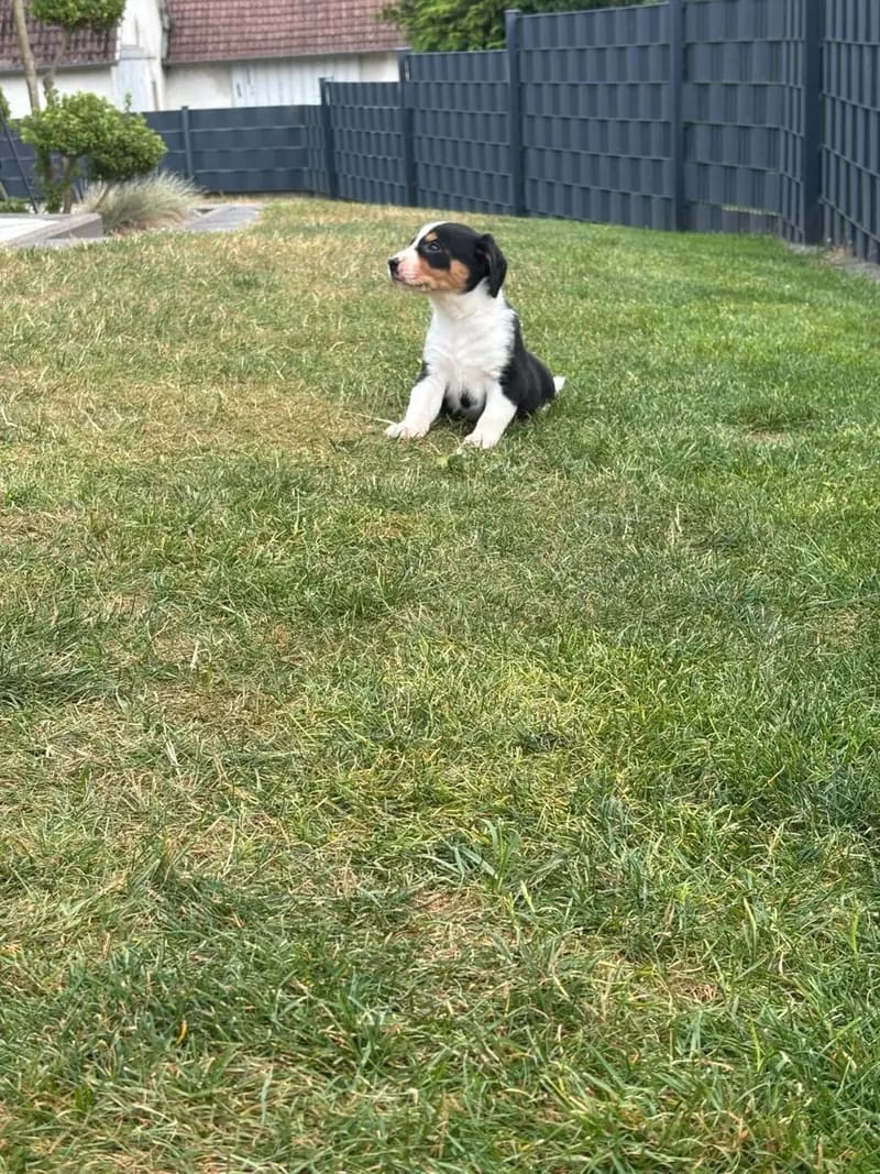 Appenzeller Sennenhund Welpen Abgabebereit – Appenzeller Sennenhund Pup – Foto 4