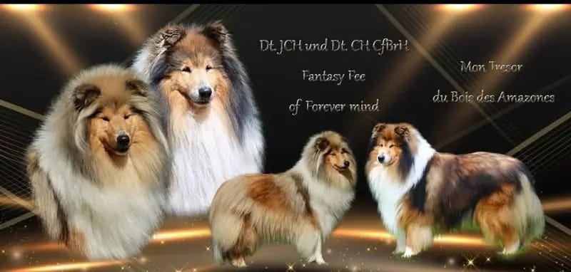 SÜSSES TRICO Girl VDH/TOP Colliewelpen sind ab sofort auszugsbereit gallery image 4