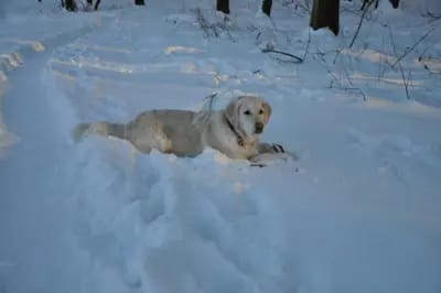 Golden Retriever vom Haarstrang  gallery image 4