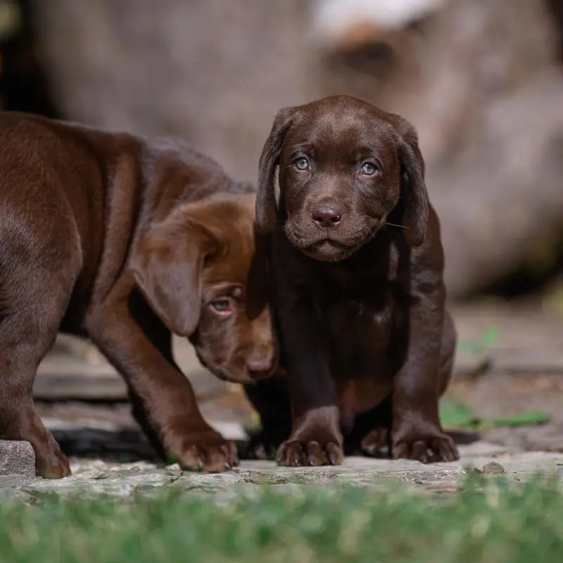Wurfplanung braun - schwarze Labradorwelpen duale Linie gallery image 3
