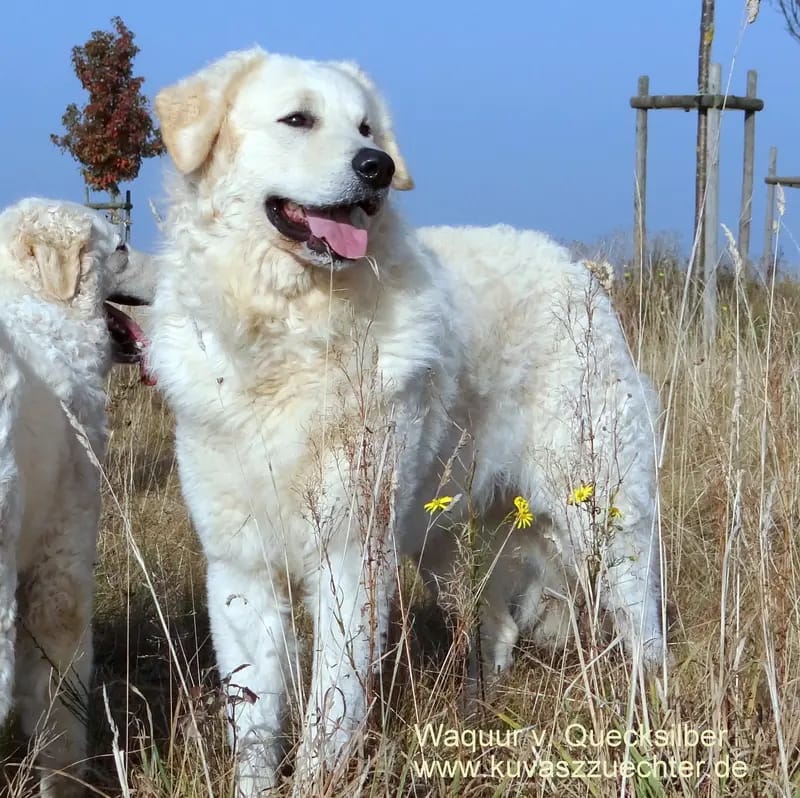 Kuvasz Zucht "Vom Quecksilber" gallery image 3