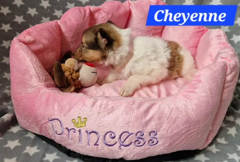 Cheyenne  gallery image 2
