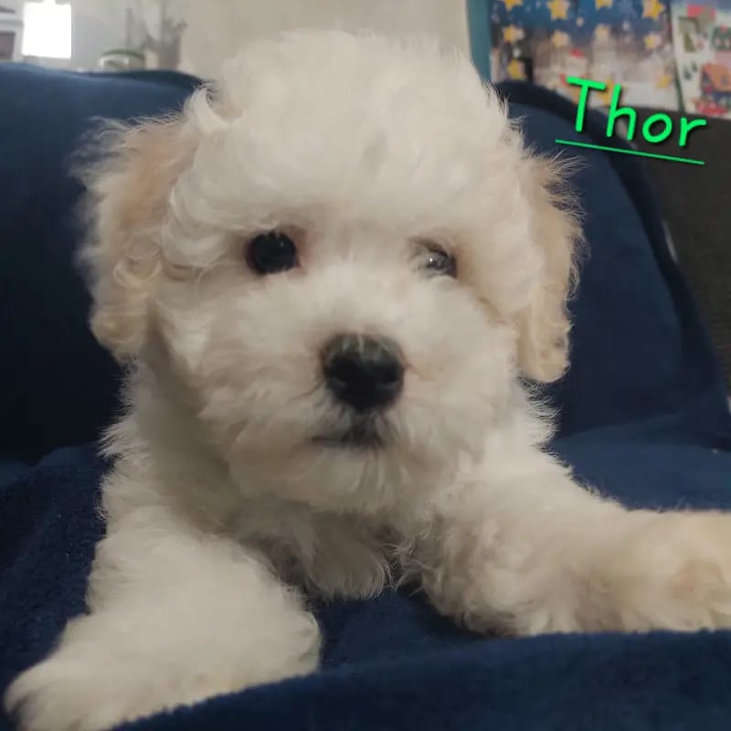 Thor gallery image 2