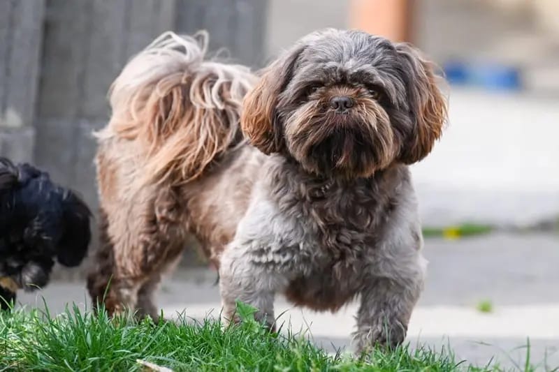Shih-Tzu Deckrüde Jack gallery image 2