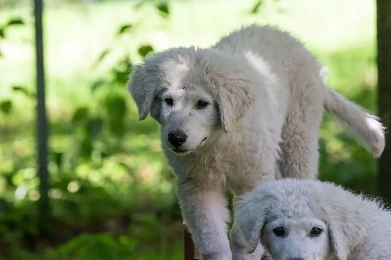 Kuvasz "von den großen Strolchen" gallery image 2